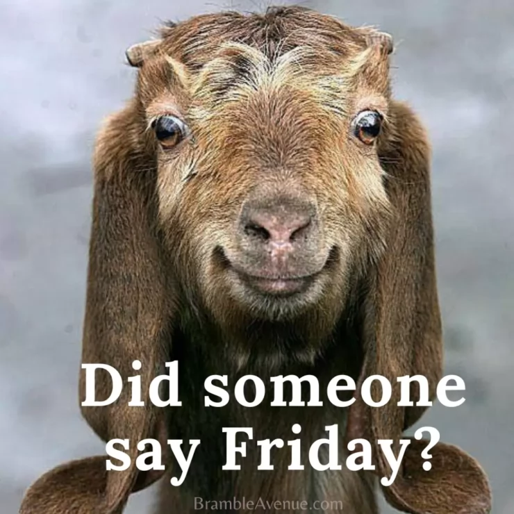 ð¤©ð¤© Itâs Another Goat Weekend!! ð¤©ð¤© ð¤©ð¤© Itâs Another Goat Weekend!! ð¤©ð¤©